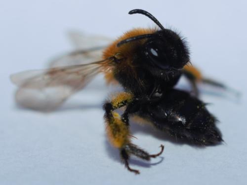 Andrena sp.